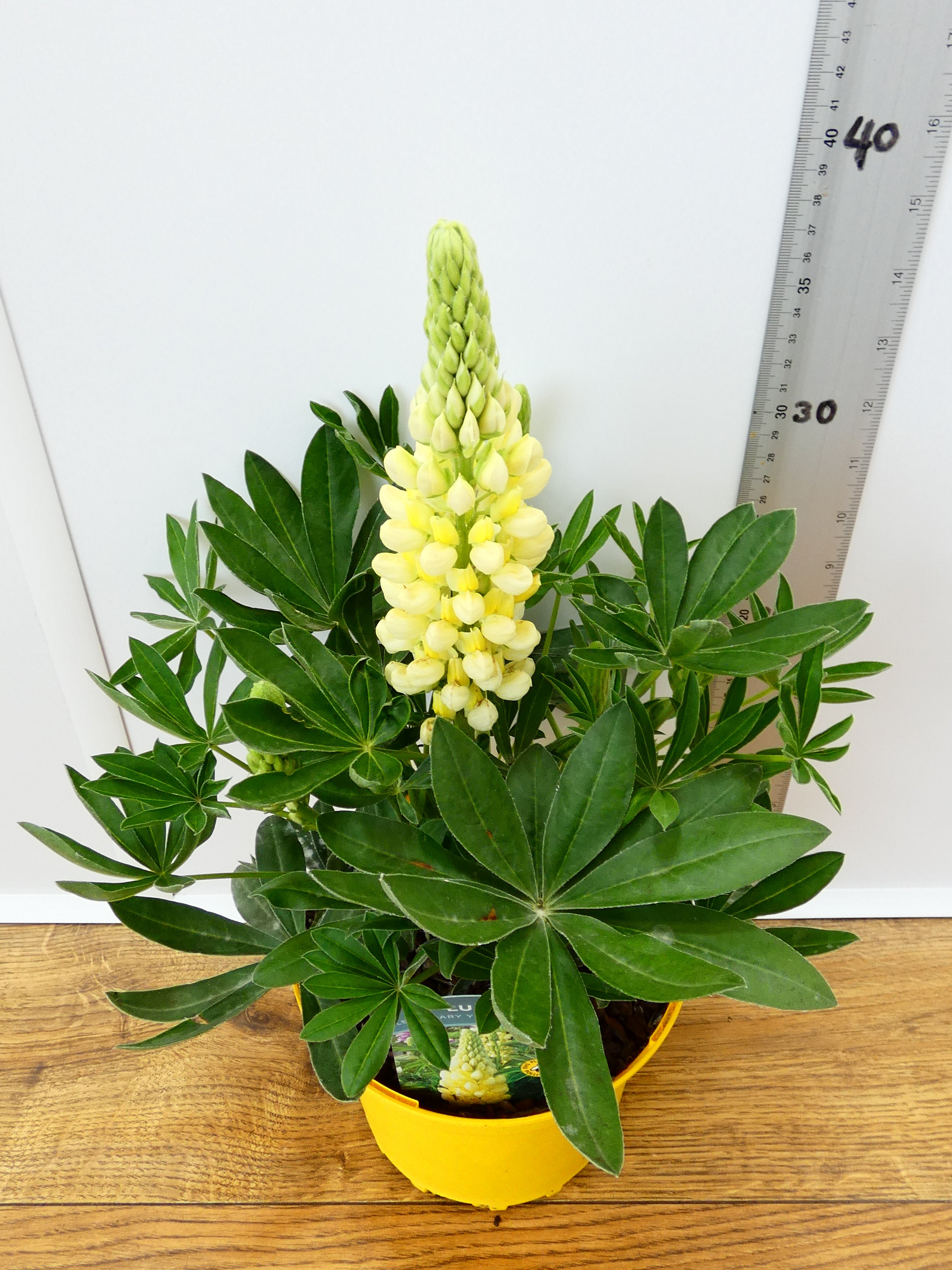 Lupine Legendary Yellow Shades (2ltr)