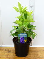 Delphinium Magic Fountains 'Dark Blue with Black Bee' (2ltr)