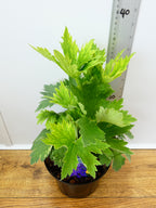 Delphinium Magic Fountains 'Dark Blue with Black Bee' (2ltr)