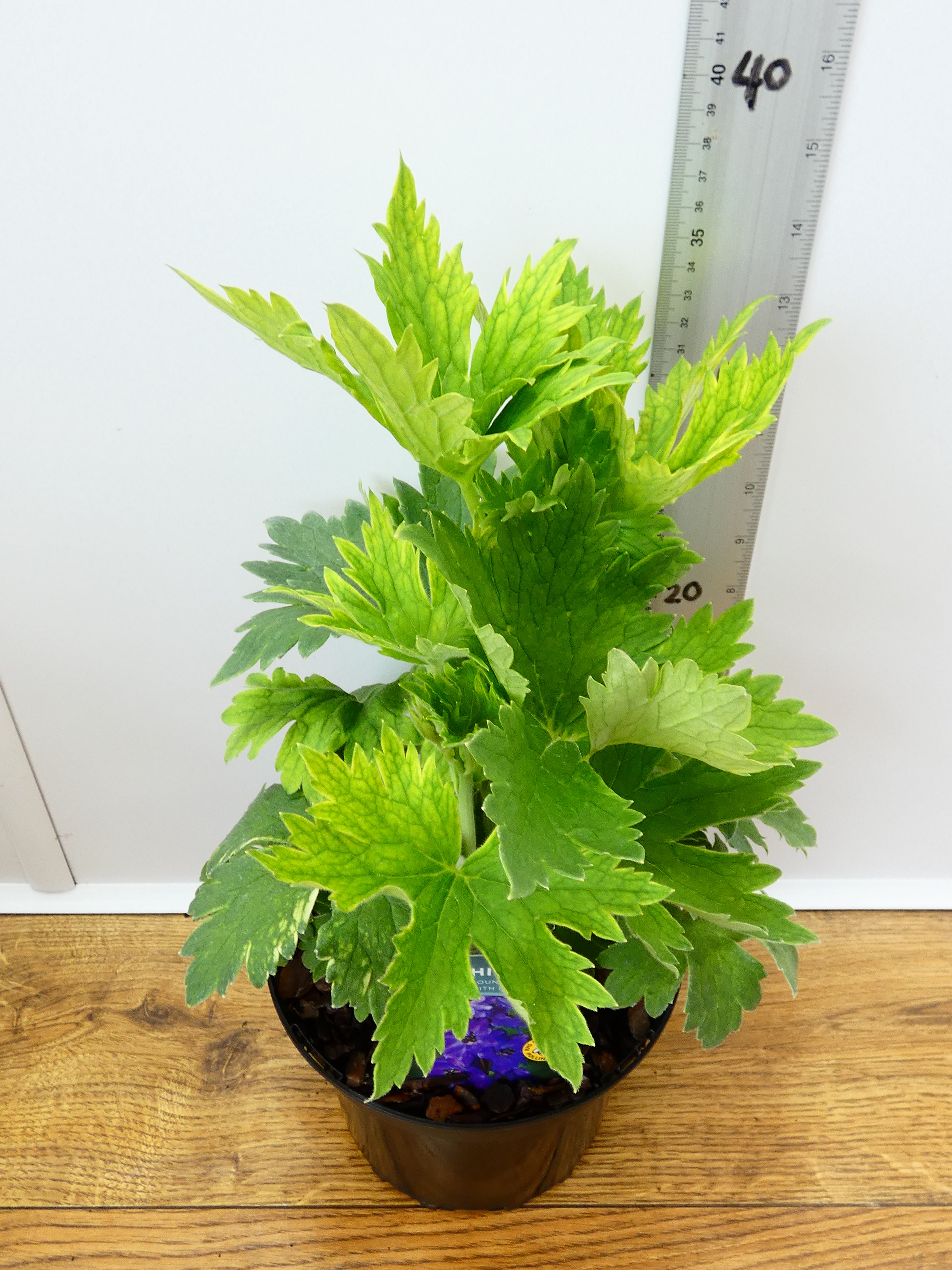 Delphinium Magic Fountains 'Dark Blue with Black Bee' (2ltr)