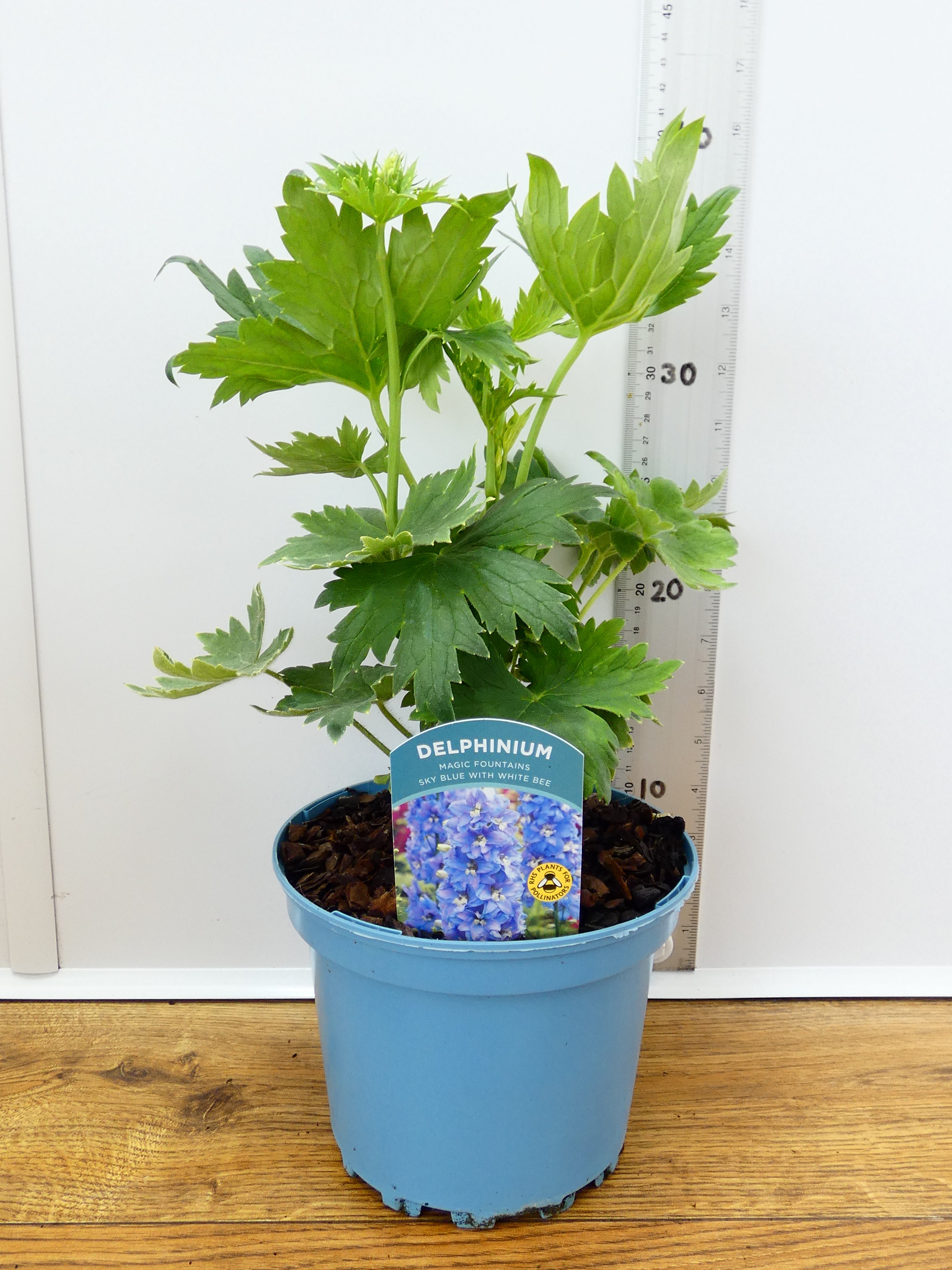 Delphinium Magic Fountains 'Sky Blue with White Bee' (2ltr)