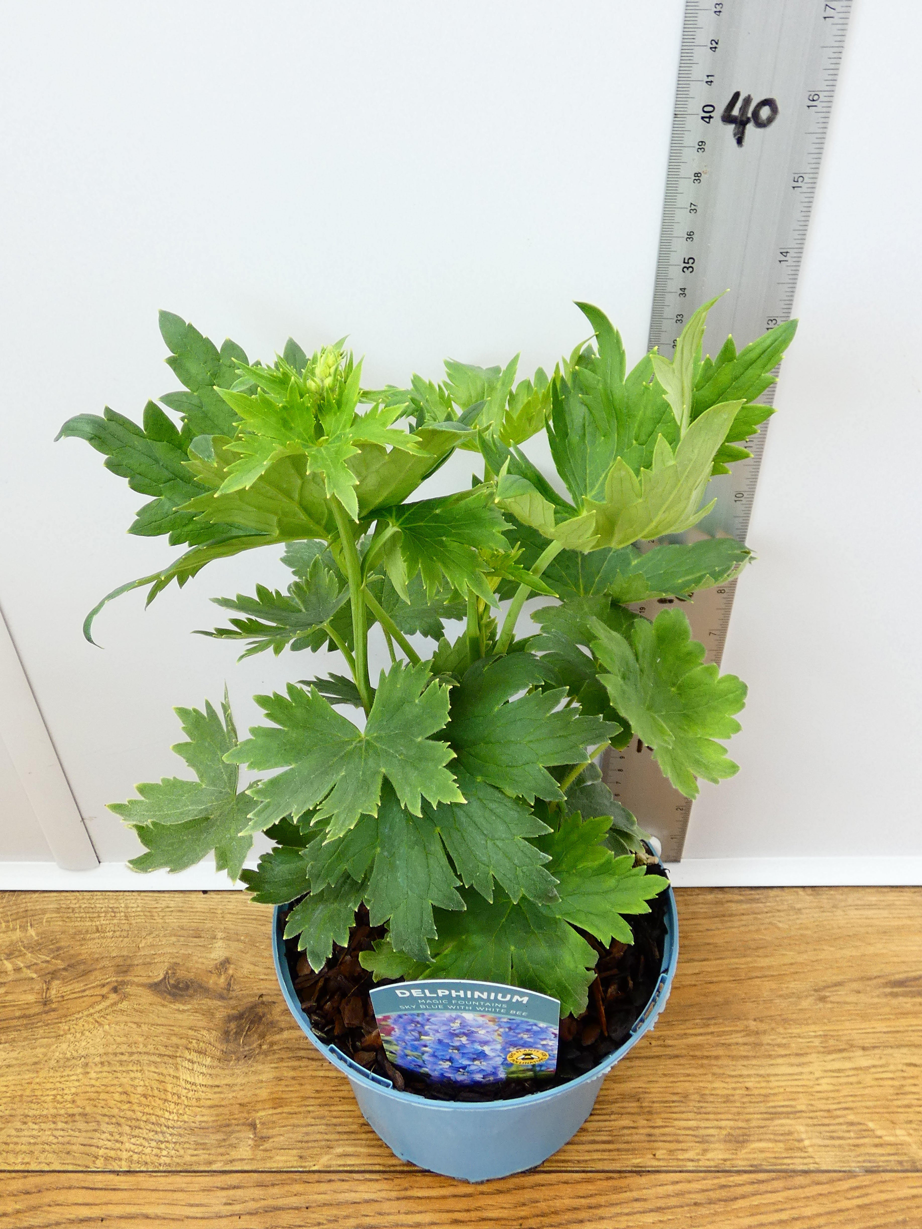 Delphinium Magic Fountains 'Sky Blue with White Bee' (2ltr)