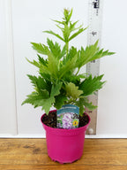 Delphinium Magic Fountains 'Deep Rose White Bee' (2ltr)