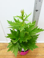Delphinium Magic Fountains 'Deep Rose White Bee' (2ltr)