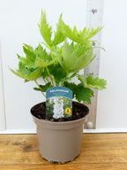 Delphinium Magic Fountains 'Pure White' (2ltr)