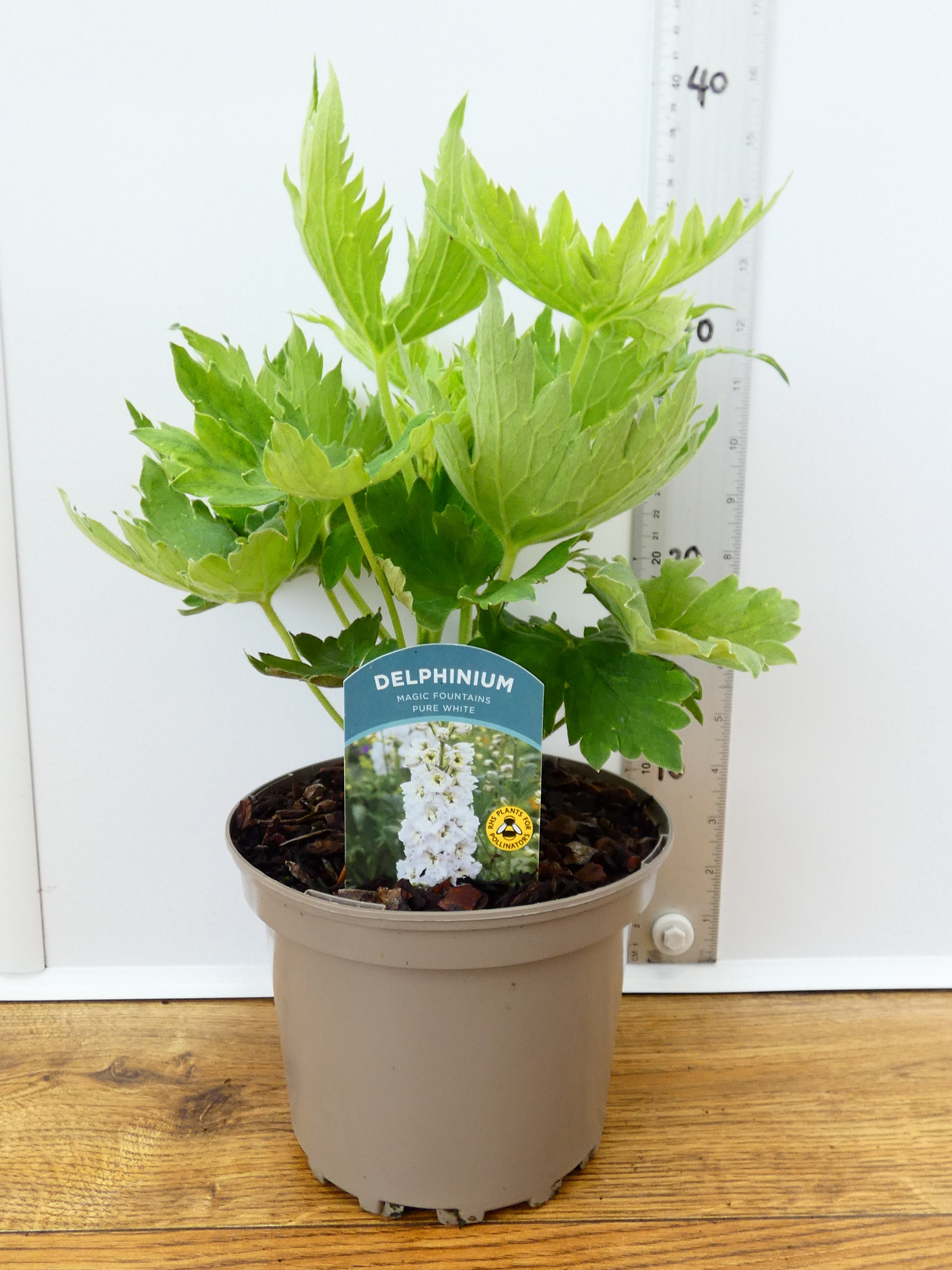 Delphinium Magic Fountains 'Pure White' (2ltr)
