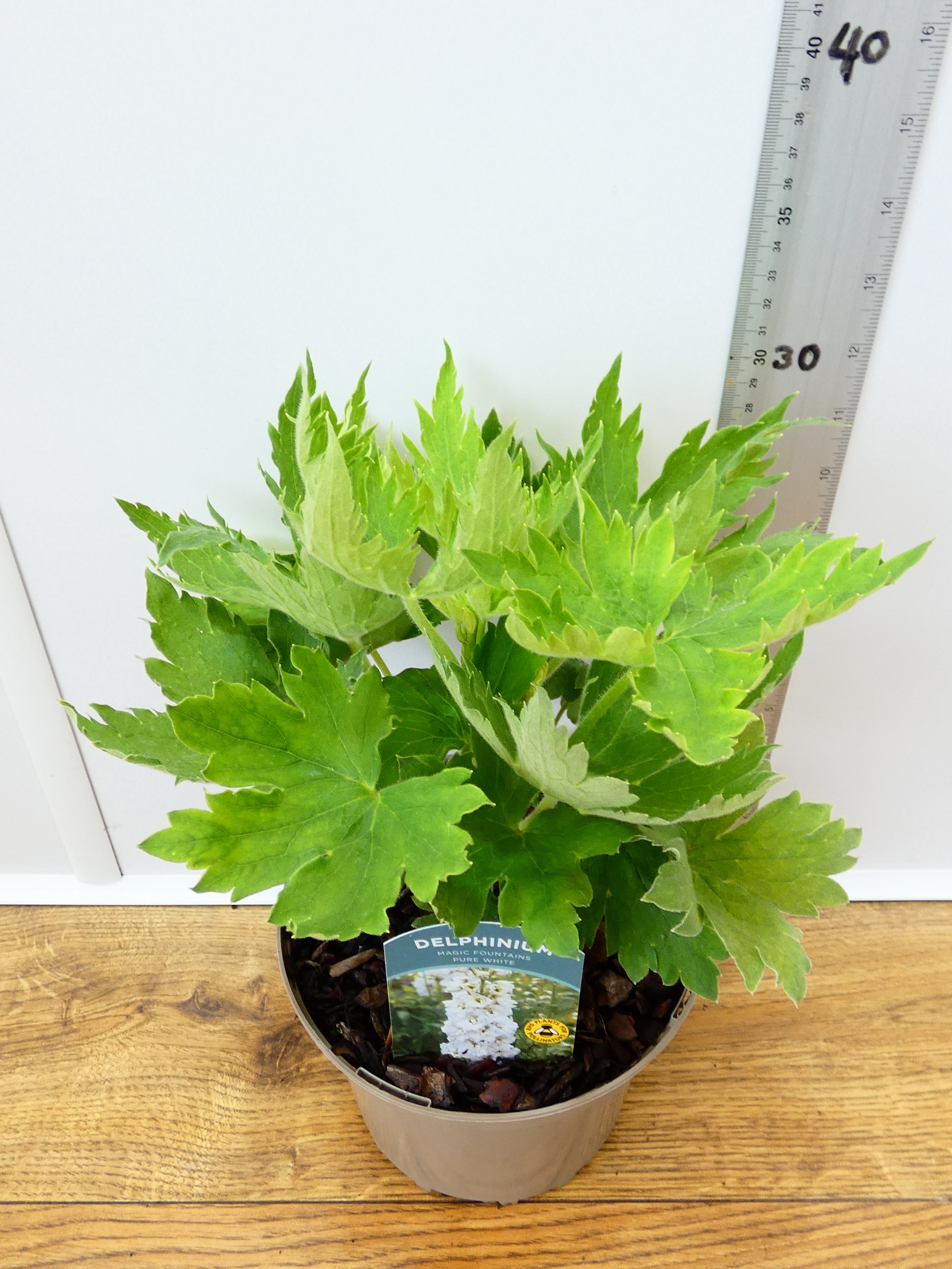 Delphinium Magic Fountains 'Pure White' (2ltr)