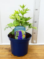 Delphinium Magic Fountains 'Dark Blue with White Bee' (2ltr)