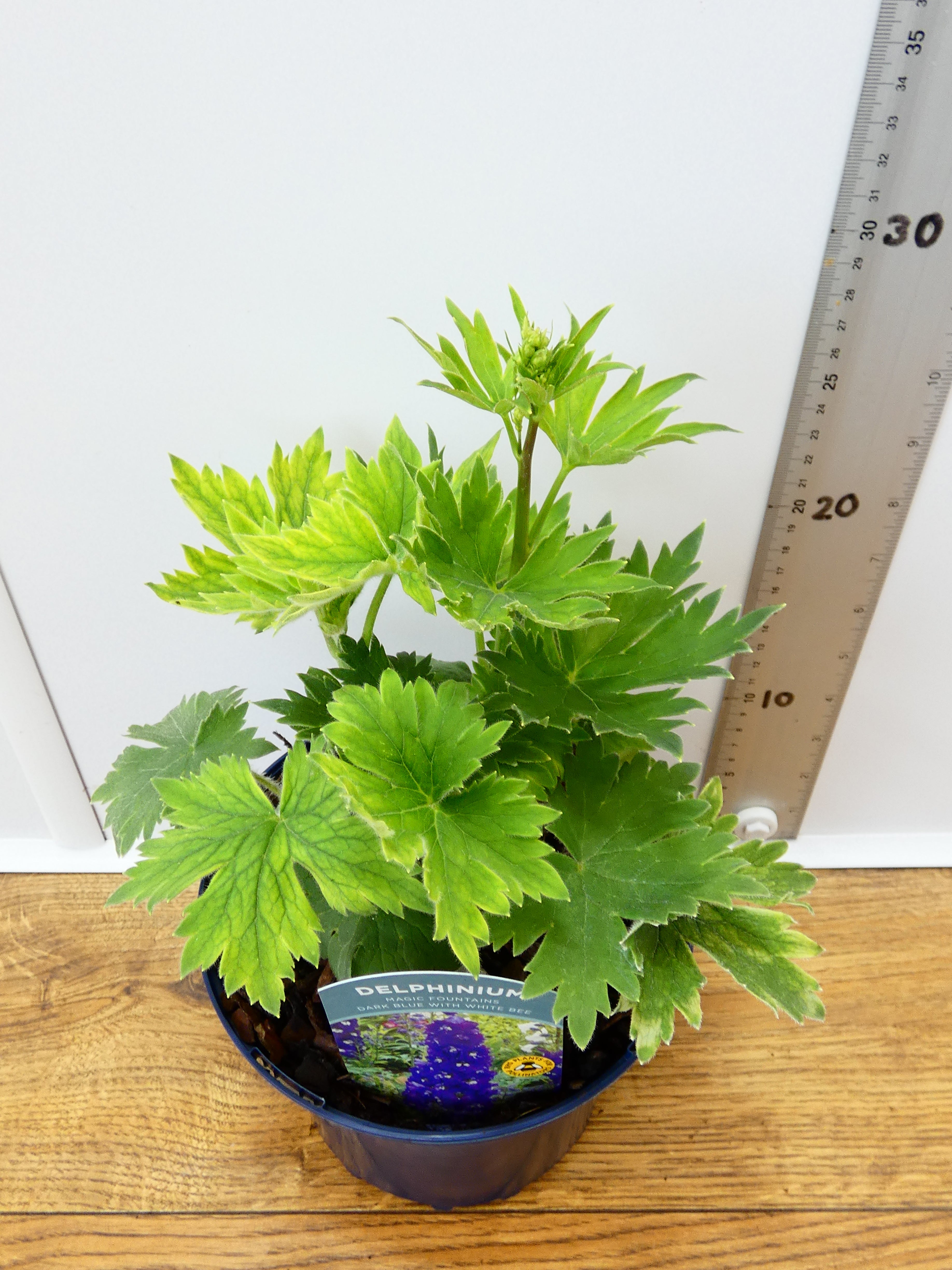 Delphinium Magic Fountains 'Dark Blue with White Bee' (2ltr)
