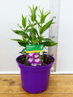 Penstemon Pensham 'Czar' (2ltr)