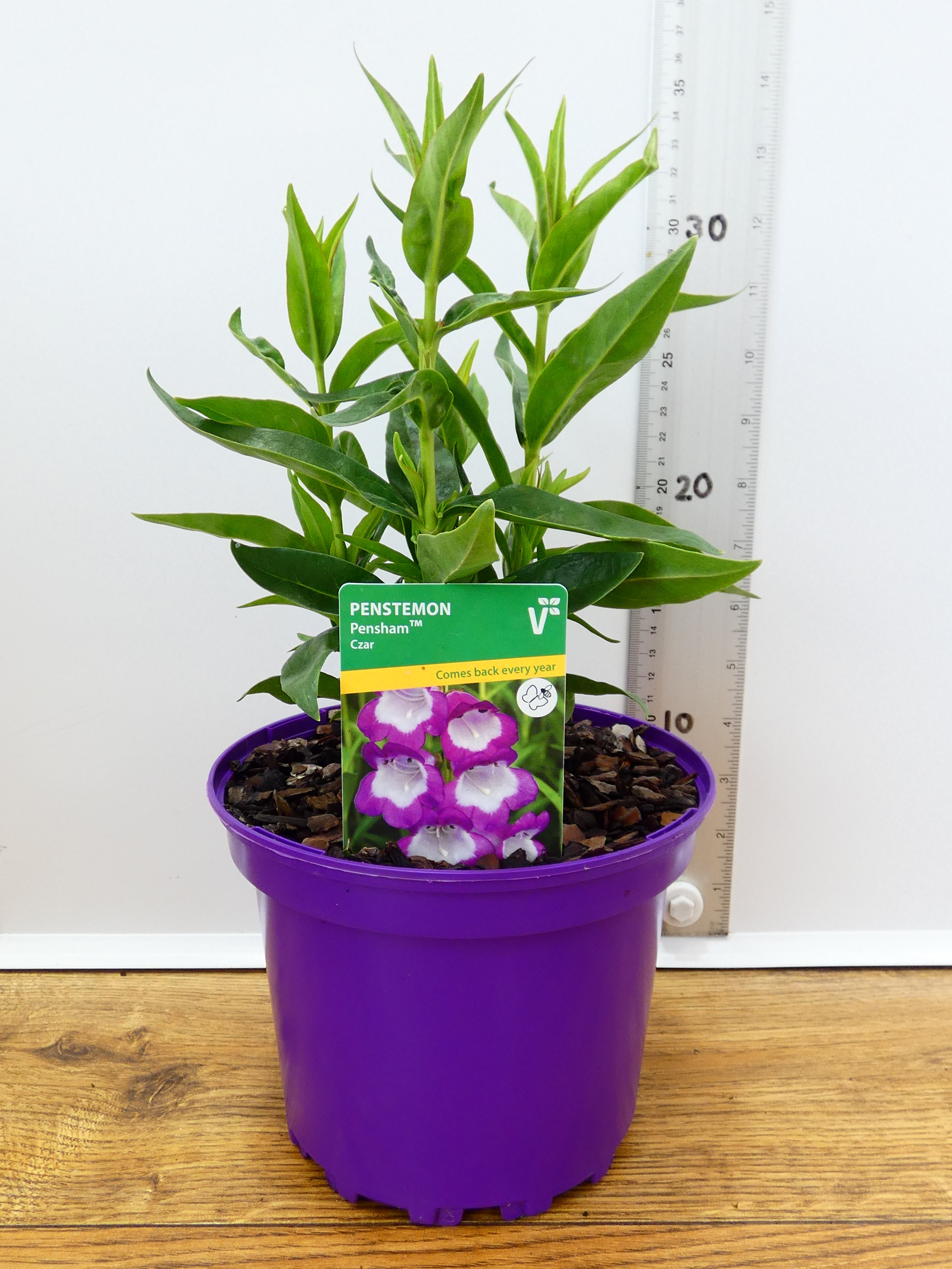 Penstemon Pensham 'Czar' (2ltr)