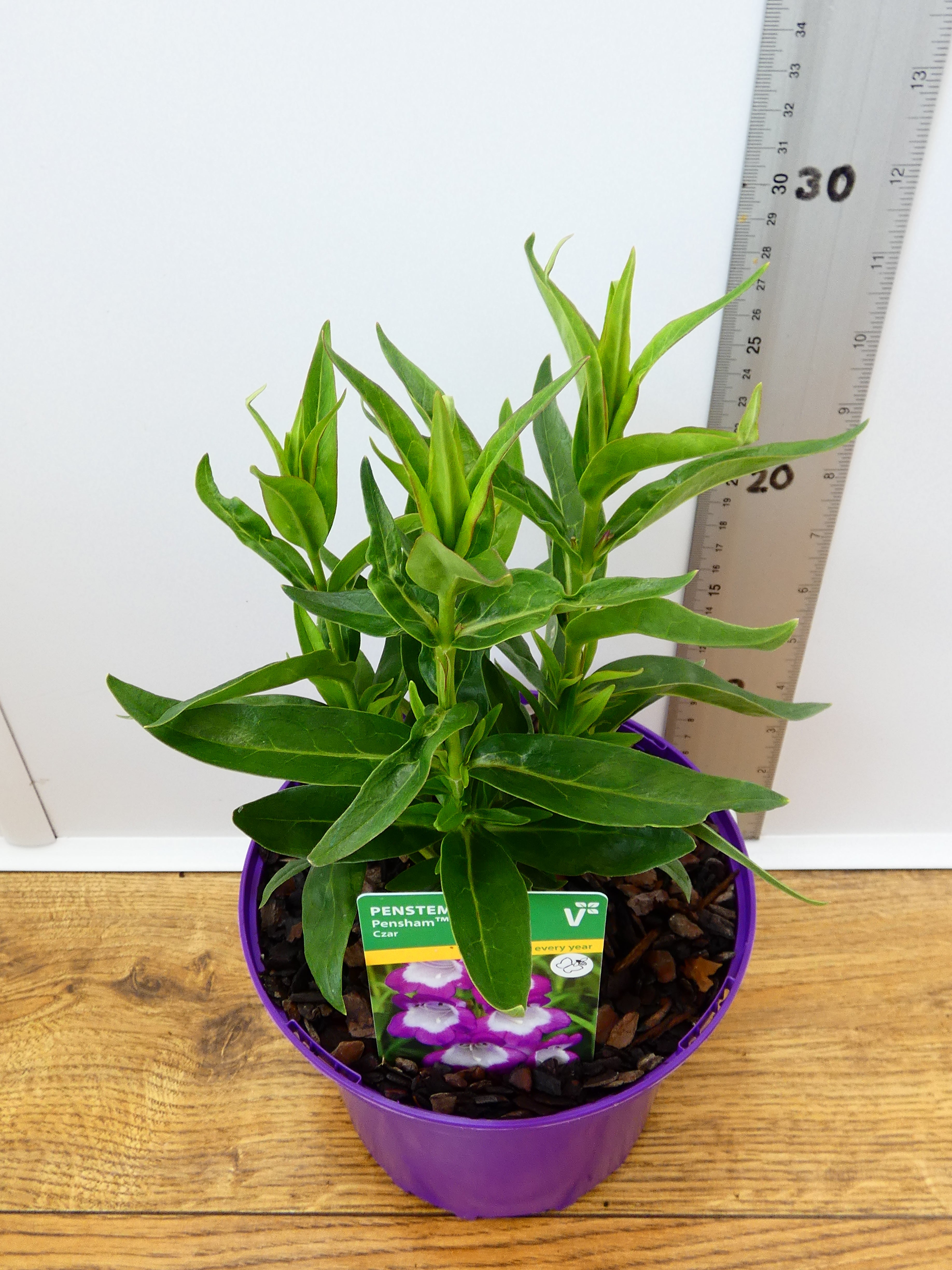 Penstemon Pensham 'Czar' (2ltr)