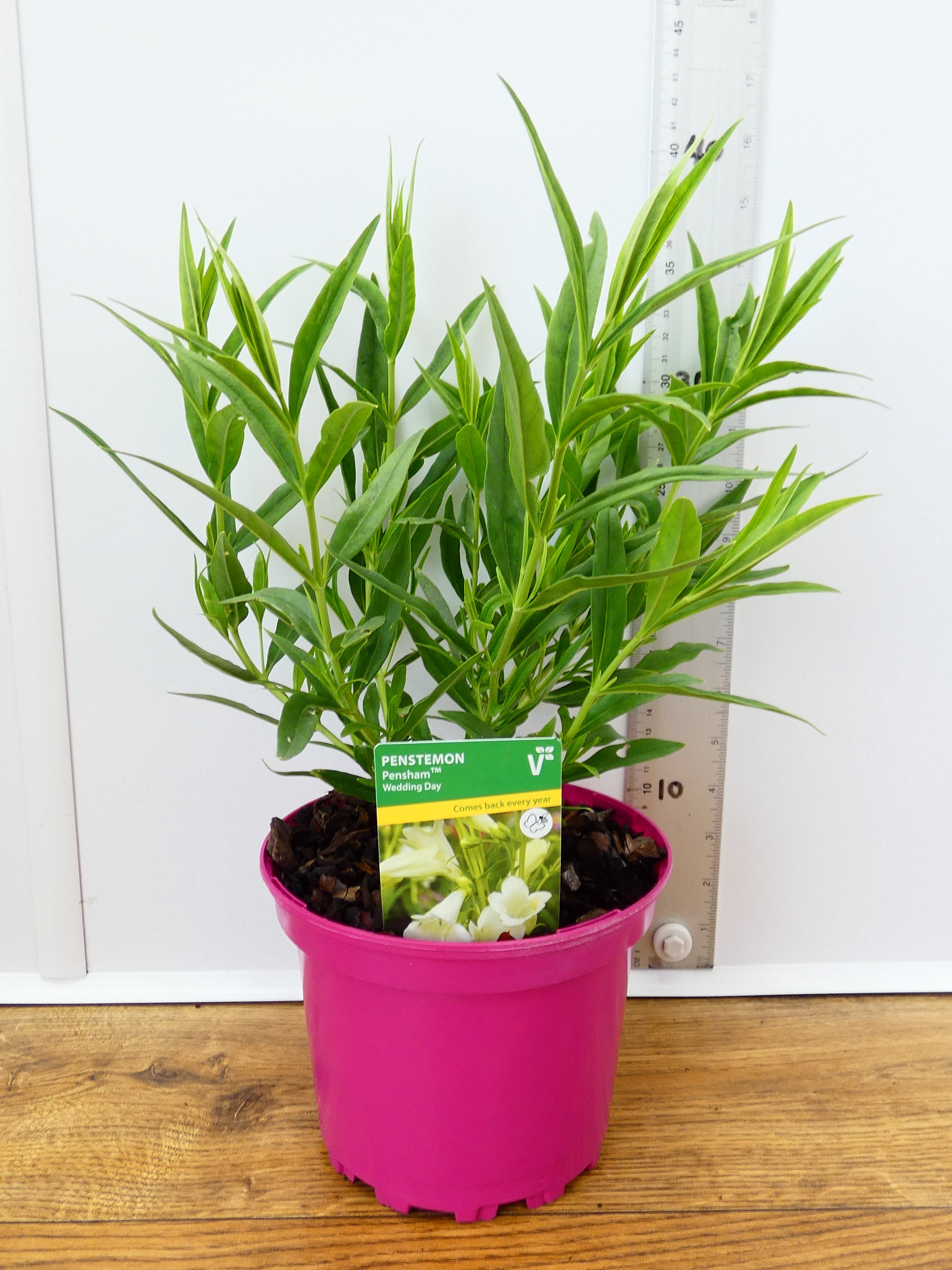 Penstemon Pensham 'Wedding Day' (2ltr)
