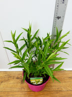 Penstemon Pensham 'Wedding Day' (2ltr)
