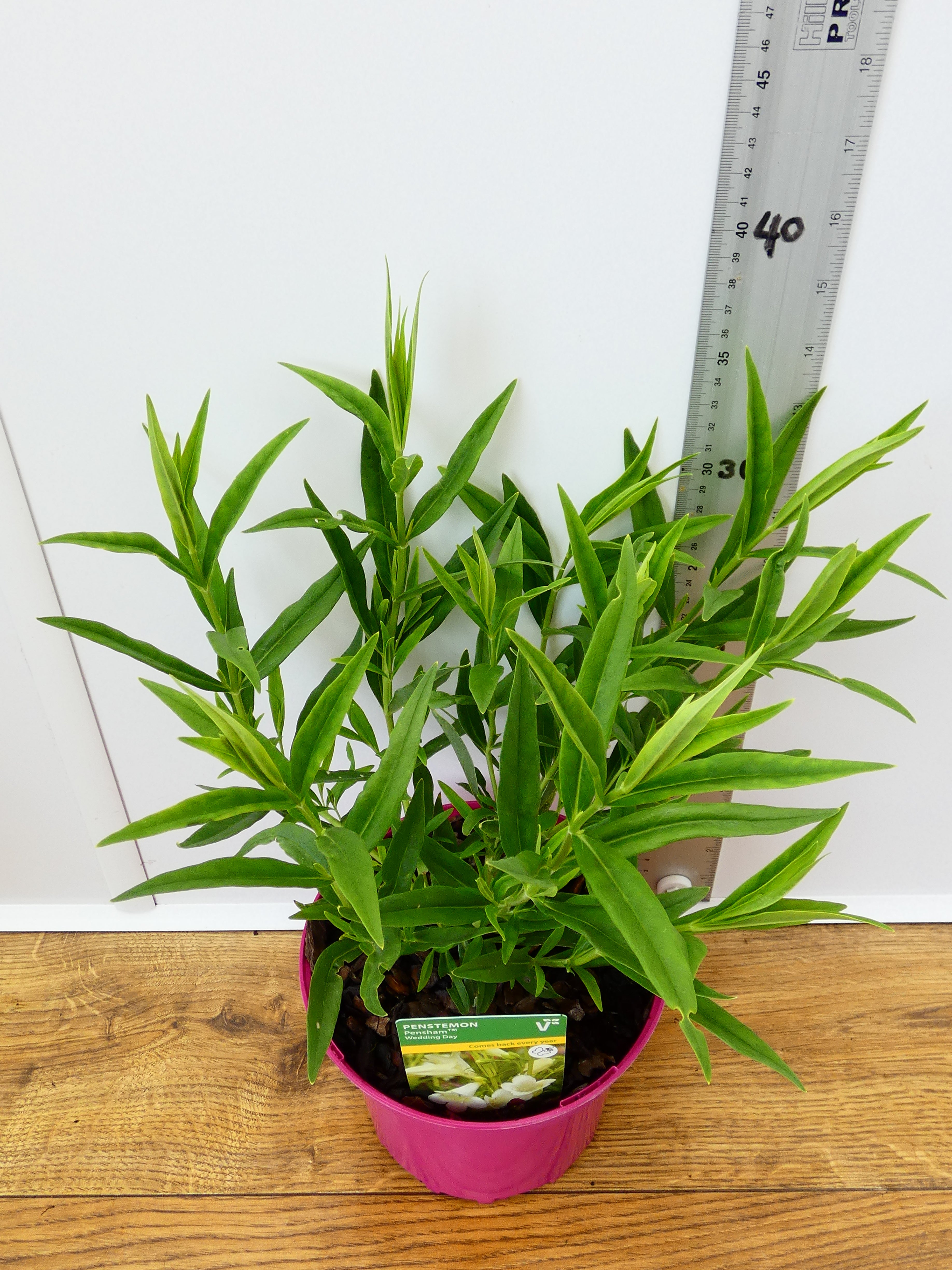Penstemon Pensham 'Wedding Day' (2ltr)