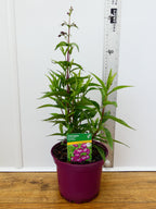 Penstemon Pensham 'Plum Jerkun' (2ltr)
