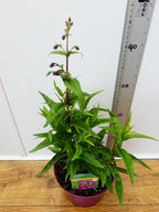 Penstemon Pensham 'Plum Jerkun' (2ltr)