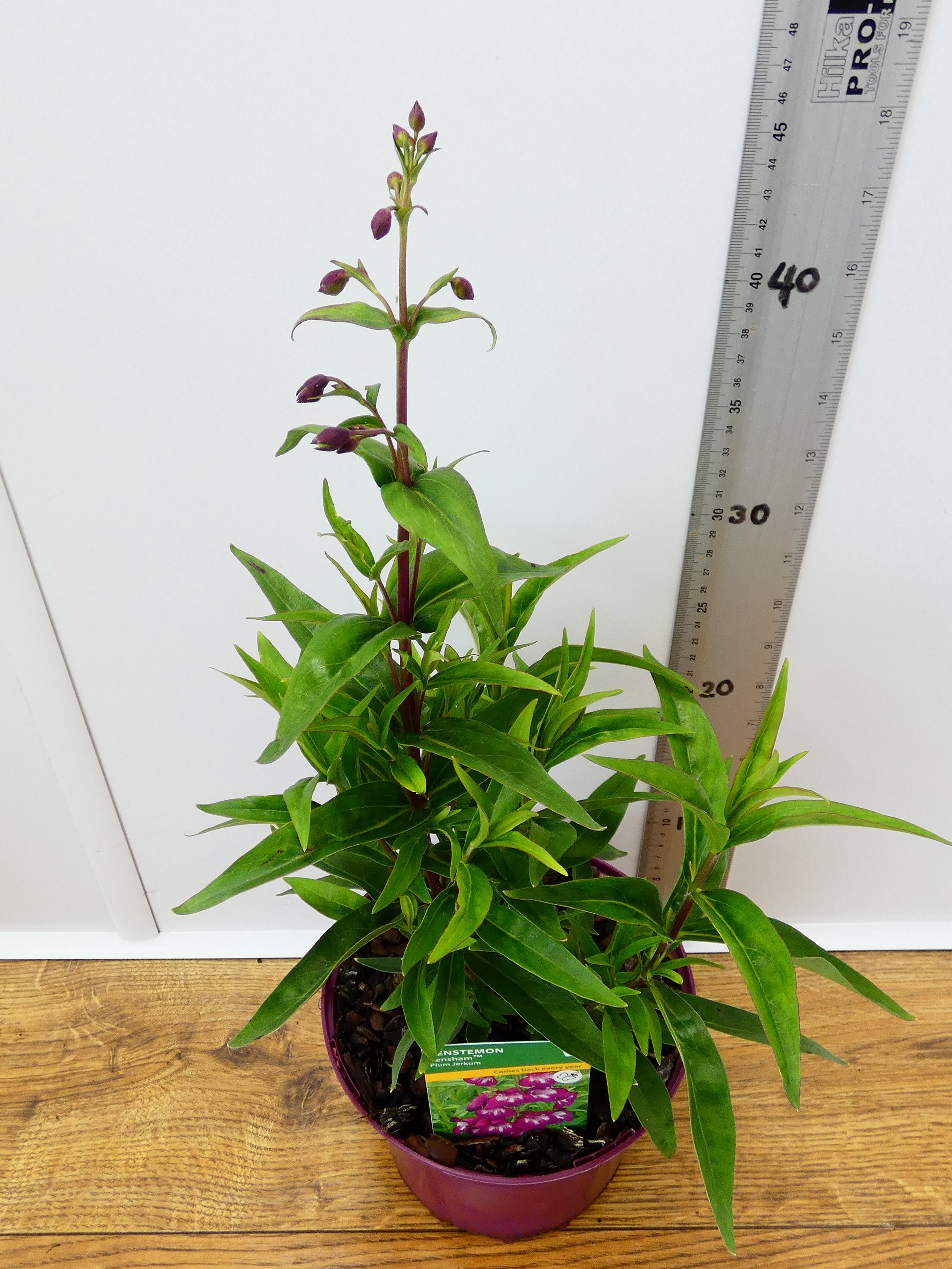 Penstemon Pensham 'Plum Jerkun' (2ltr)