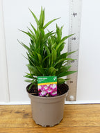 Penstemon Pensham 'Laura' (2ltr)