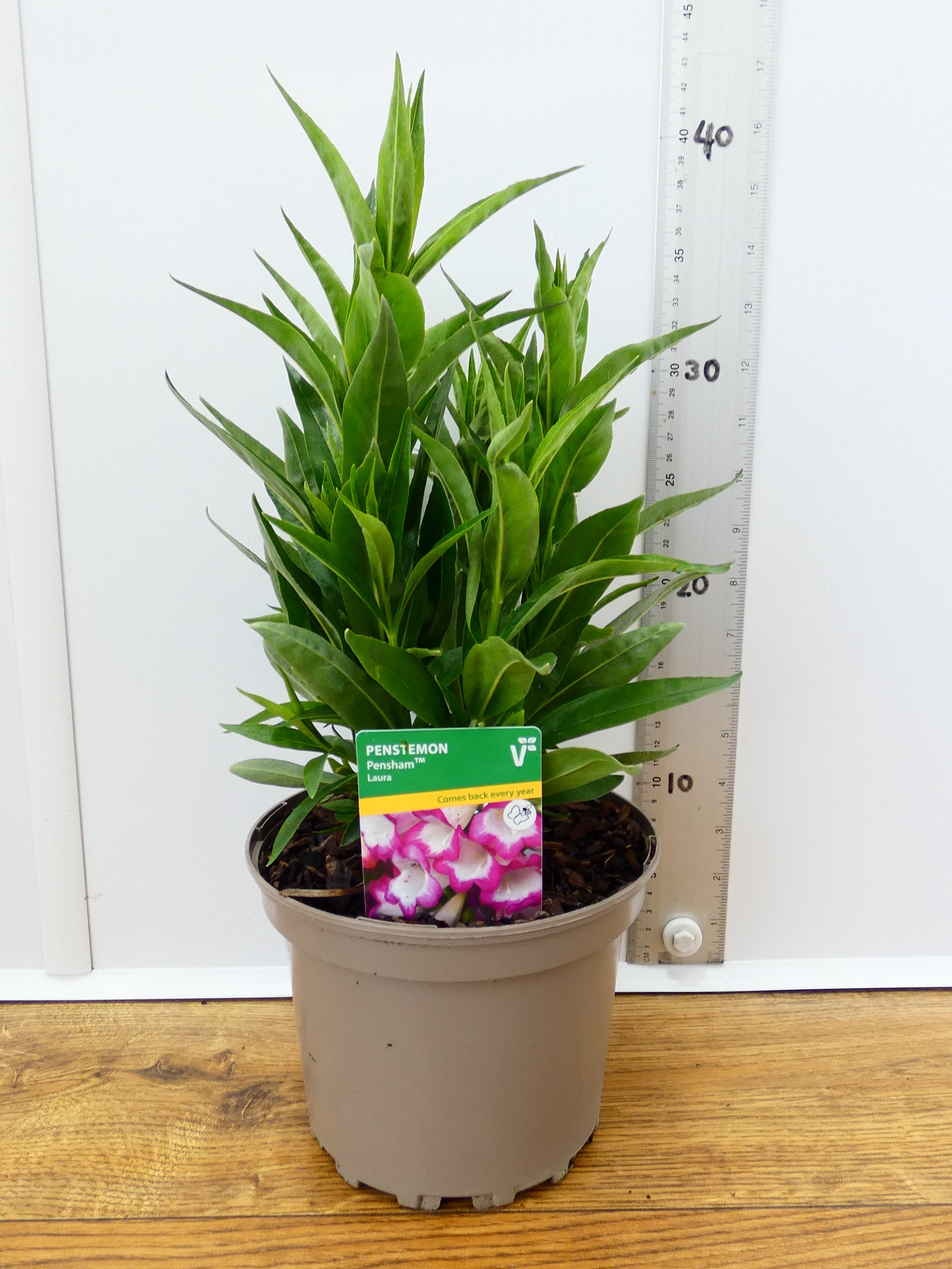 Penstemon Pensham 'Laura' (2ltr)