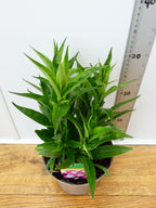 Penstemon Pensham 'Laura' (2ltr)