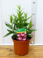 Penstemon Pensham 'Amelia Jayne' (2ltr)