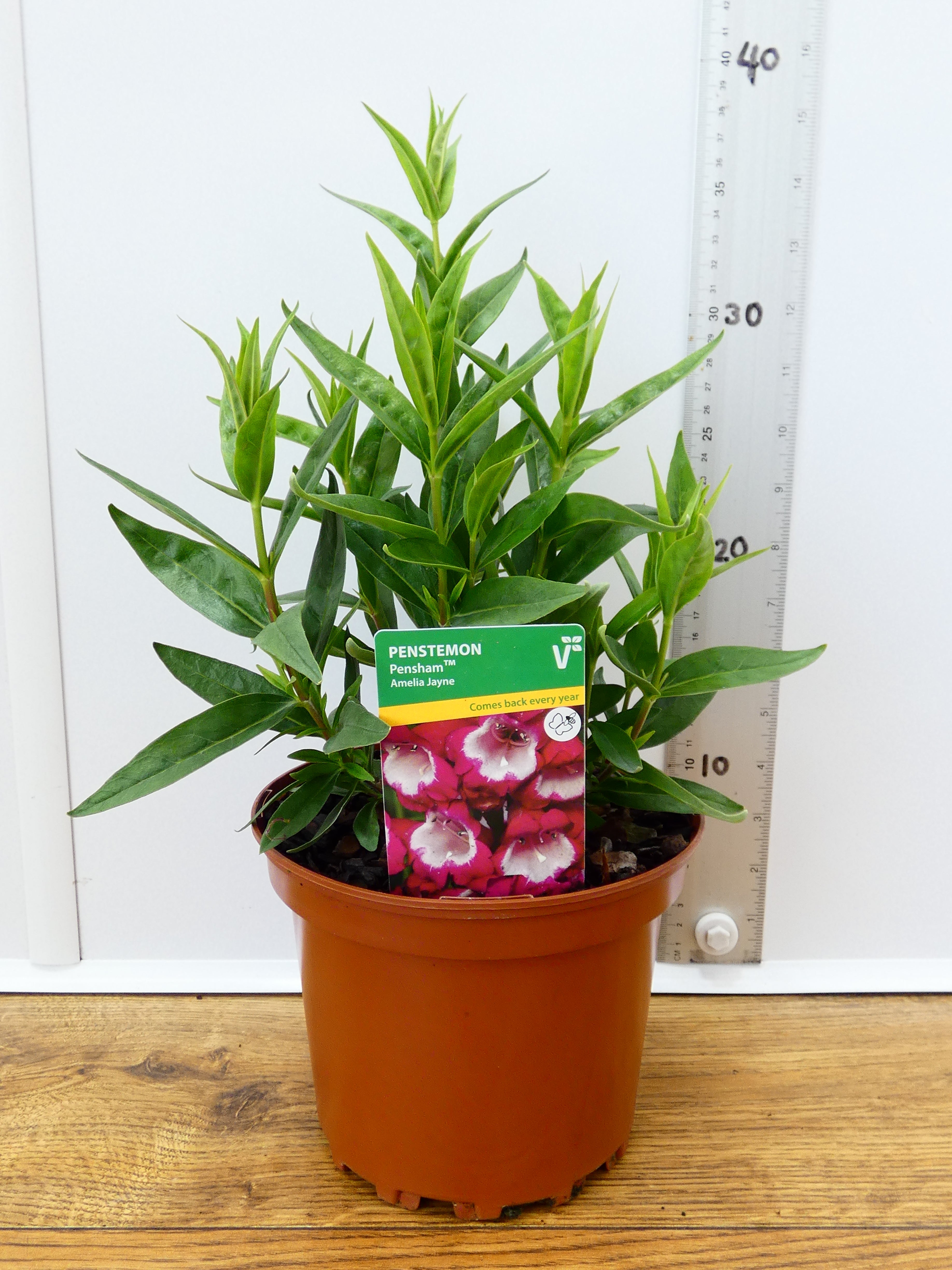 Penstemon Pensham 'Amelia Jayne' (2ltr)
