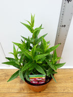 Penstemon Pensham 'Amelia Jayne' (2ltr)