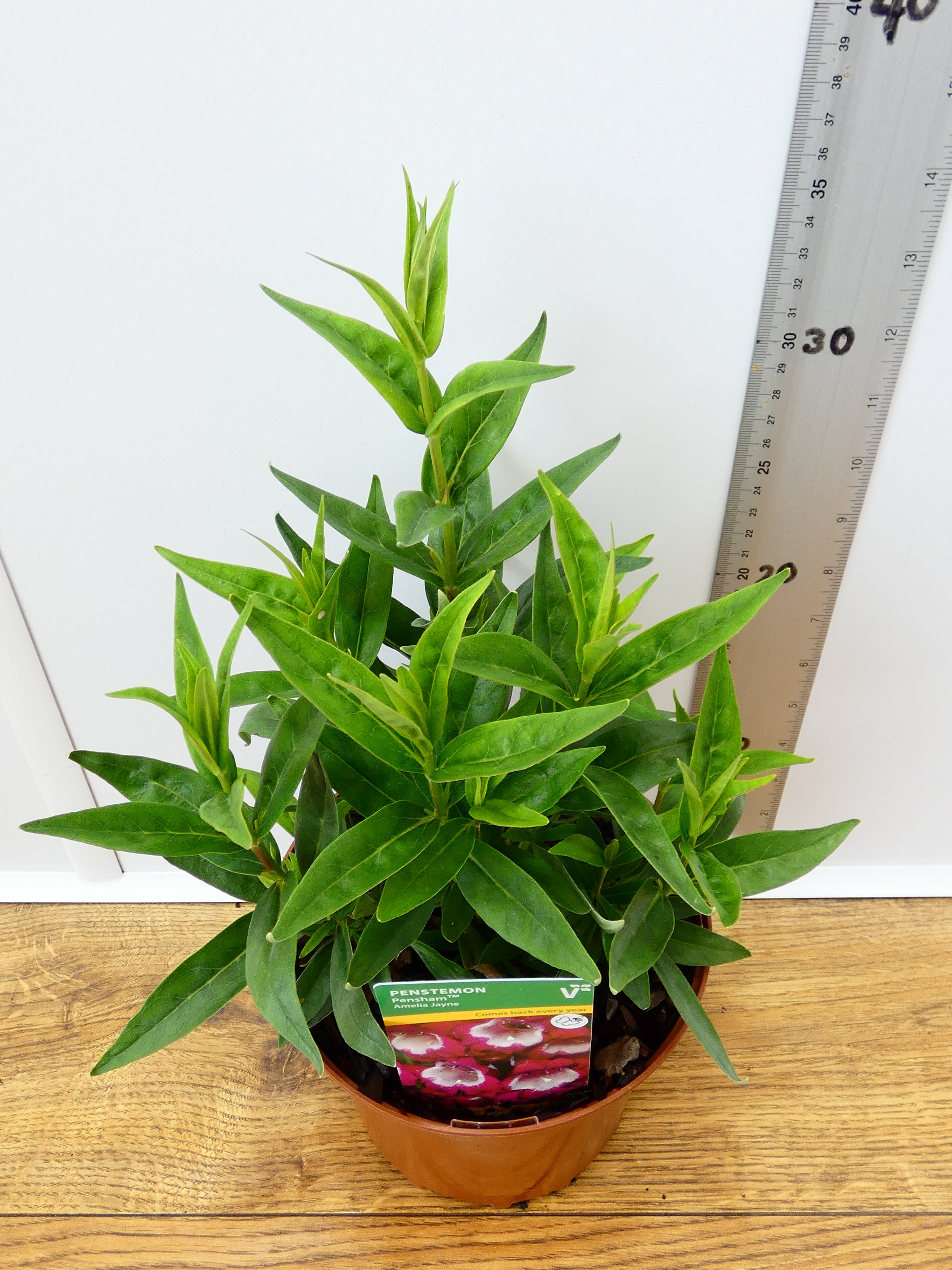 Penstemon Pensham 'Amelia Jayne' (2ltr)