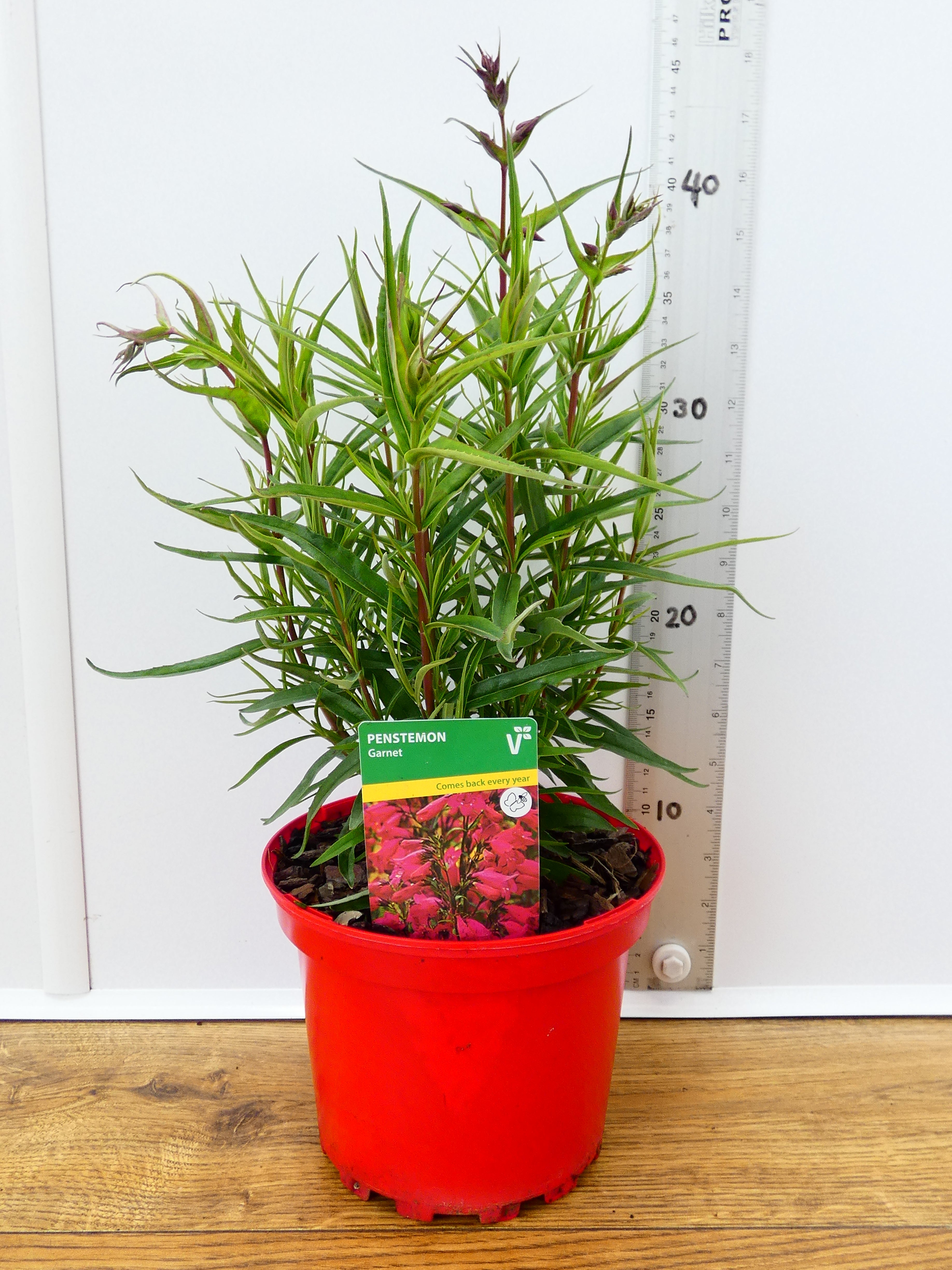 Penstemon Pensham 'Garnet' (2ltr)