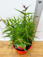 Penstemon Pensham 'Garnet' (2ltr)