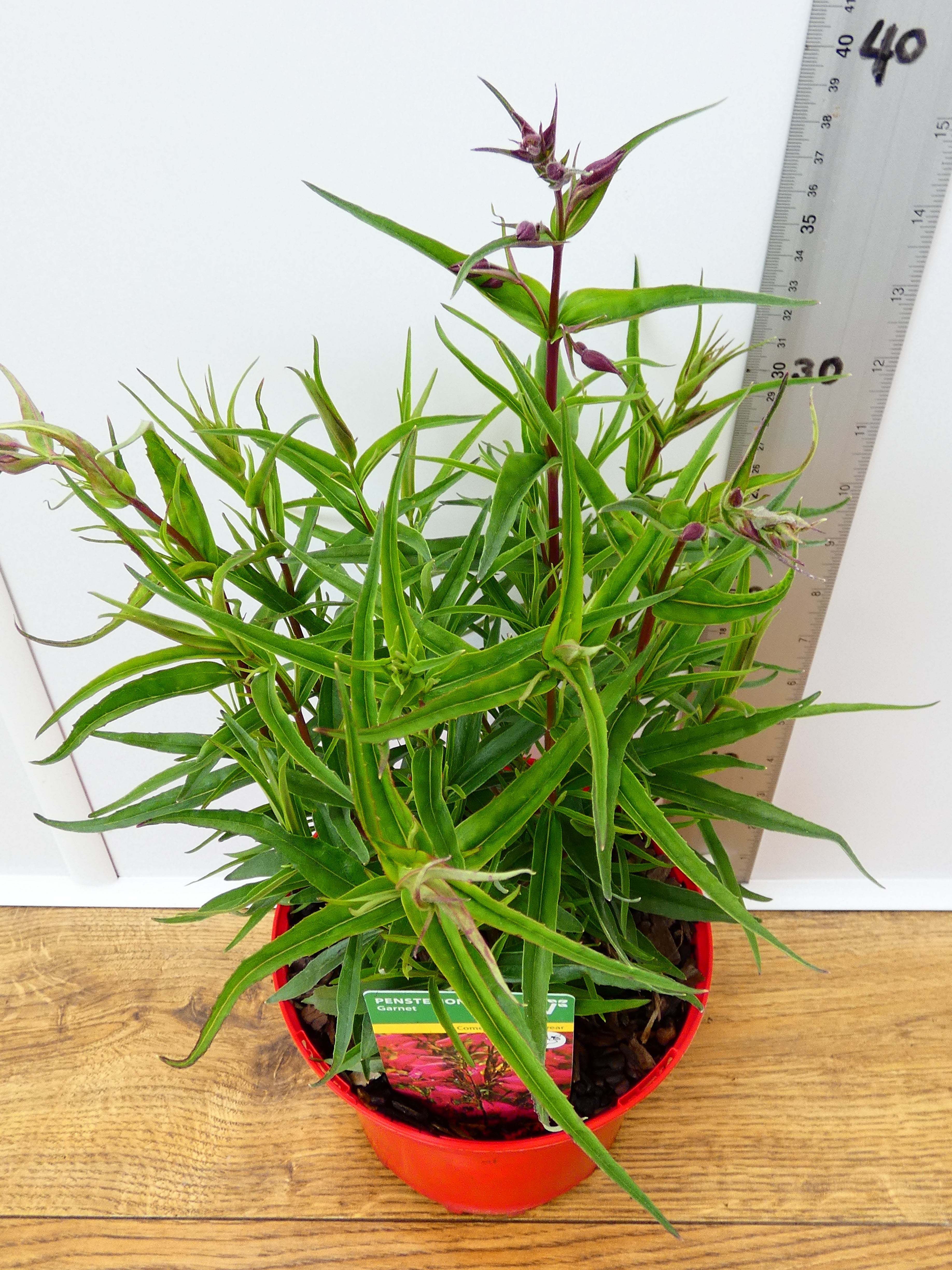 Penstemon Pensham 'Garnet' (2ltr)