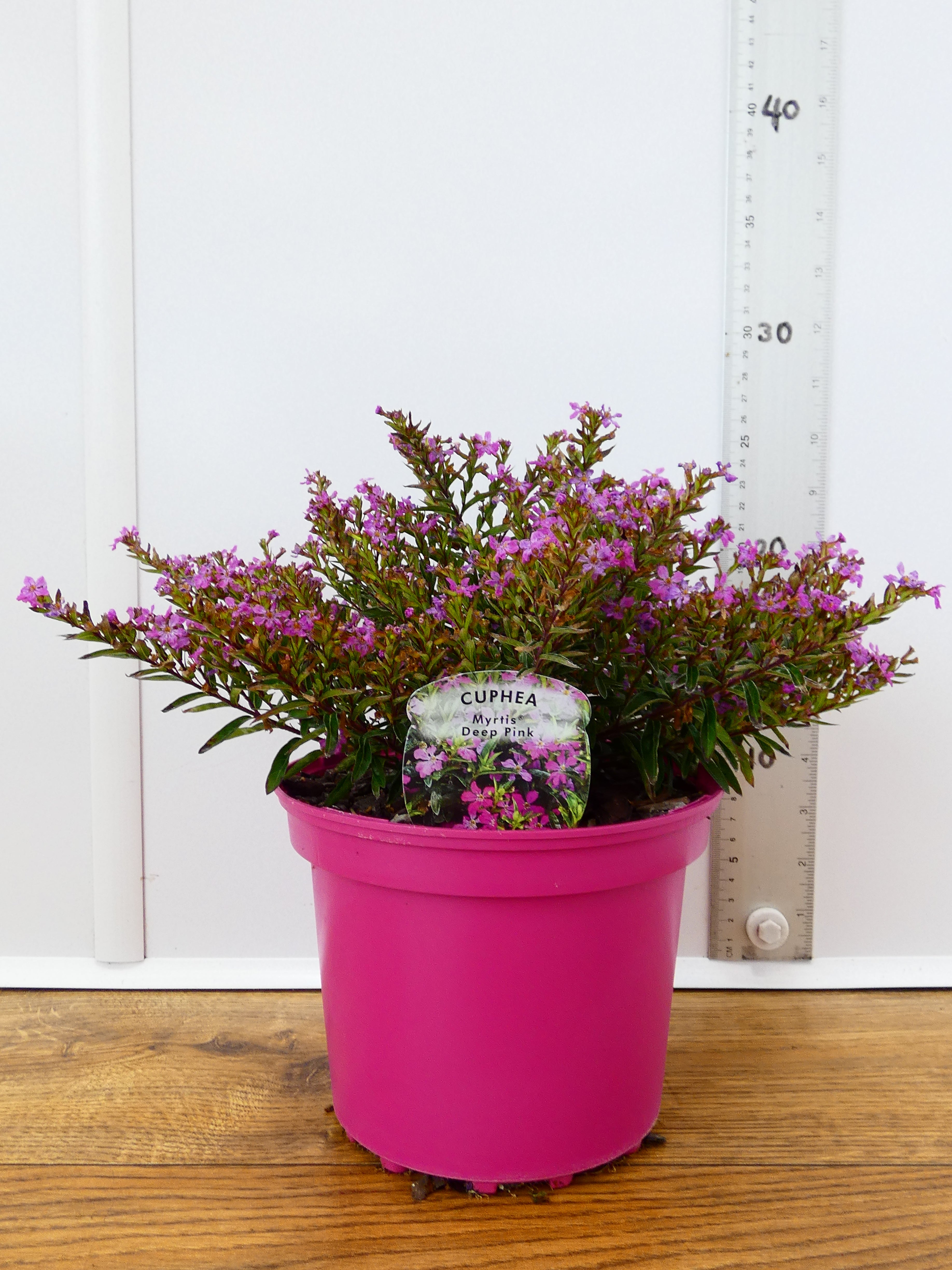 Cuphea 'Myrtis Deep Pink' (2ltr)