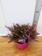 Cuphea 'Myrtis Deep Pink' (2ltr)