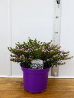 Cuphea 'Myrtis Lavender' (2ltr)