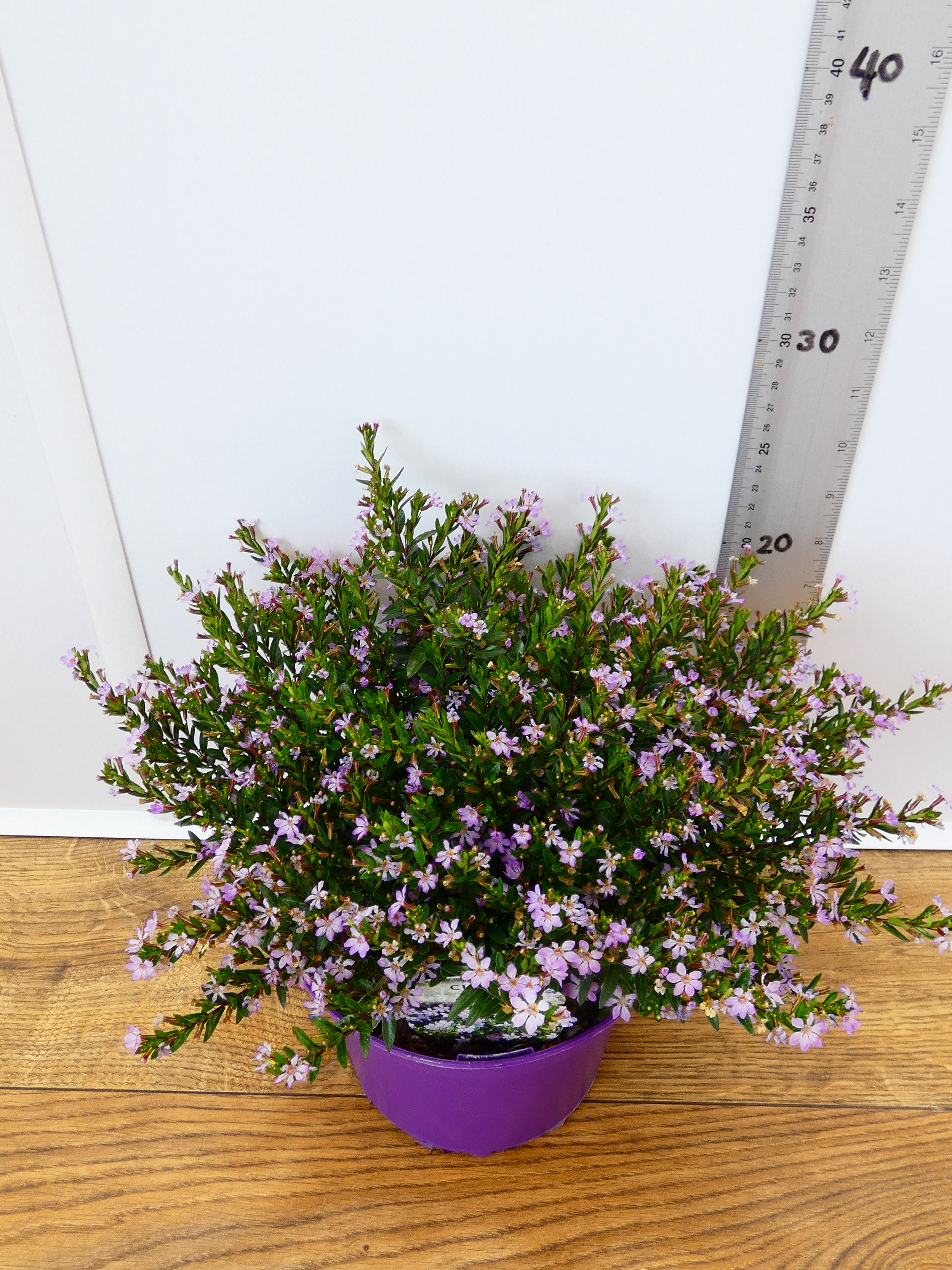 Cuphea 'Myrtis Lavender' (2ltr)