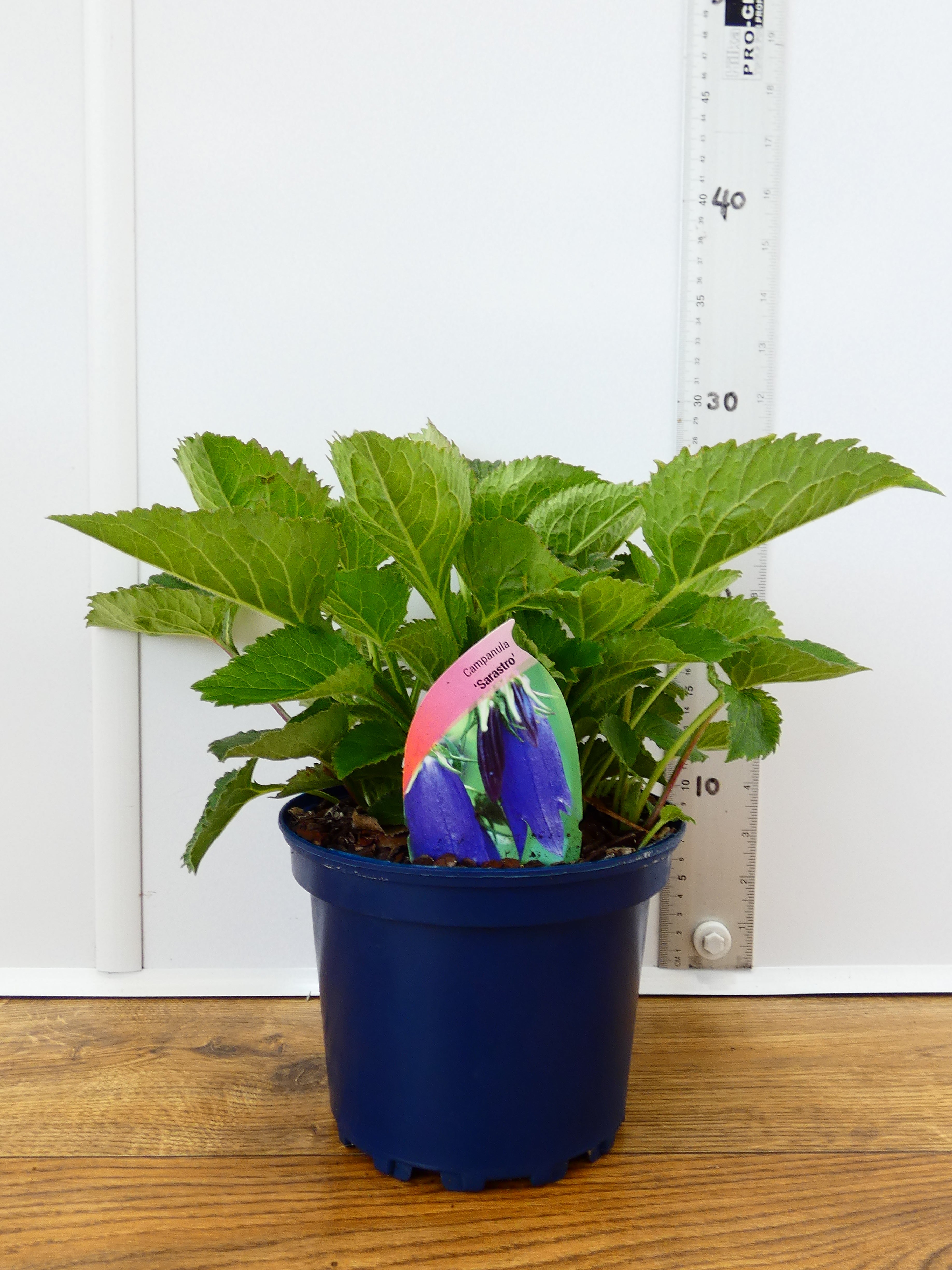 Campanula 'Sarastro' (2ltr)