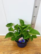 Campanula 'Sarastro' (2ltr)