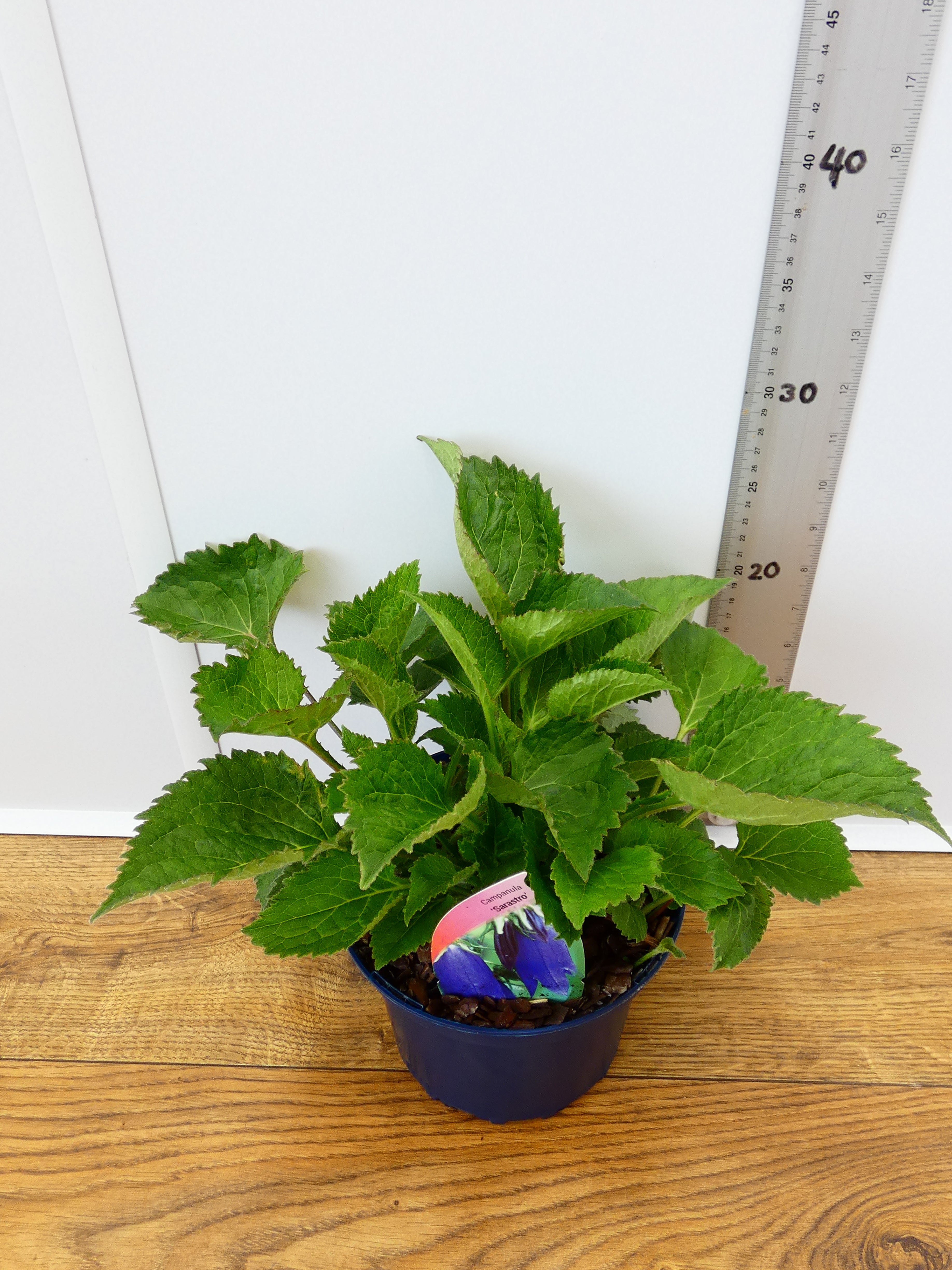 Campanula 'Sarastro' (2ltr)