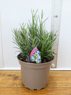 Lavandula BeeZee 'White' (2ltr)