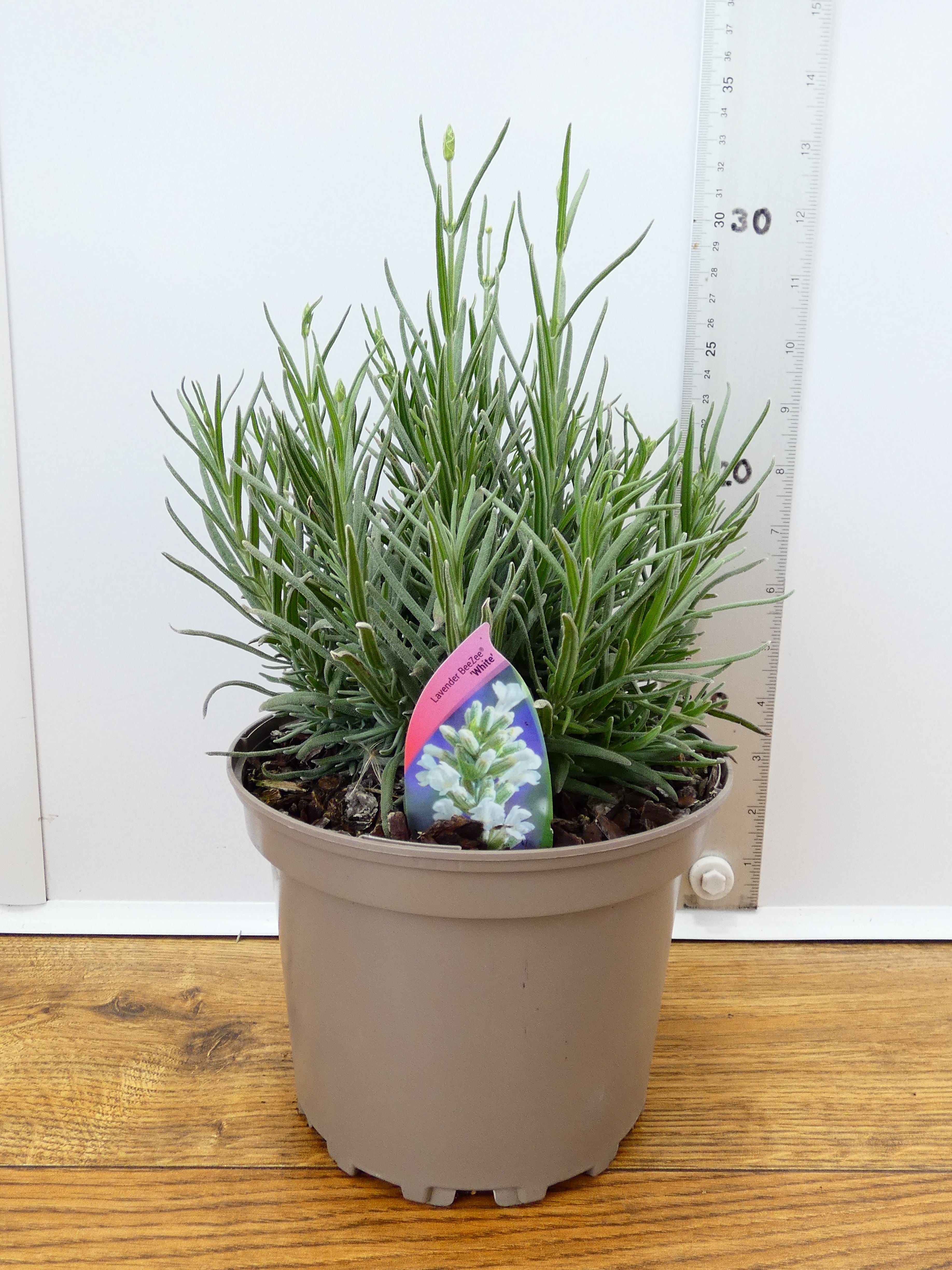 Lavandula BeeZee 'White' (2ltr)