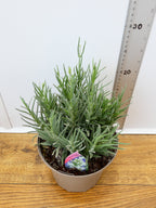 Lavandula BeeZee 'White' (2ltr)