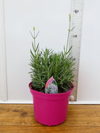 Lavandula BeeZee 'Pink' (2ltr)