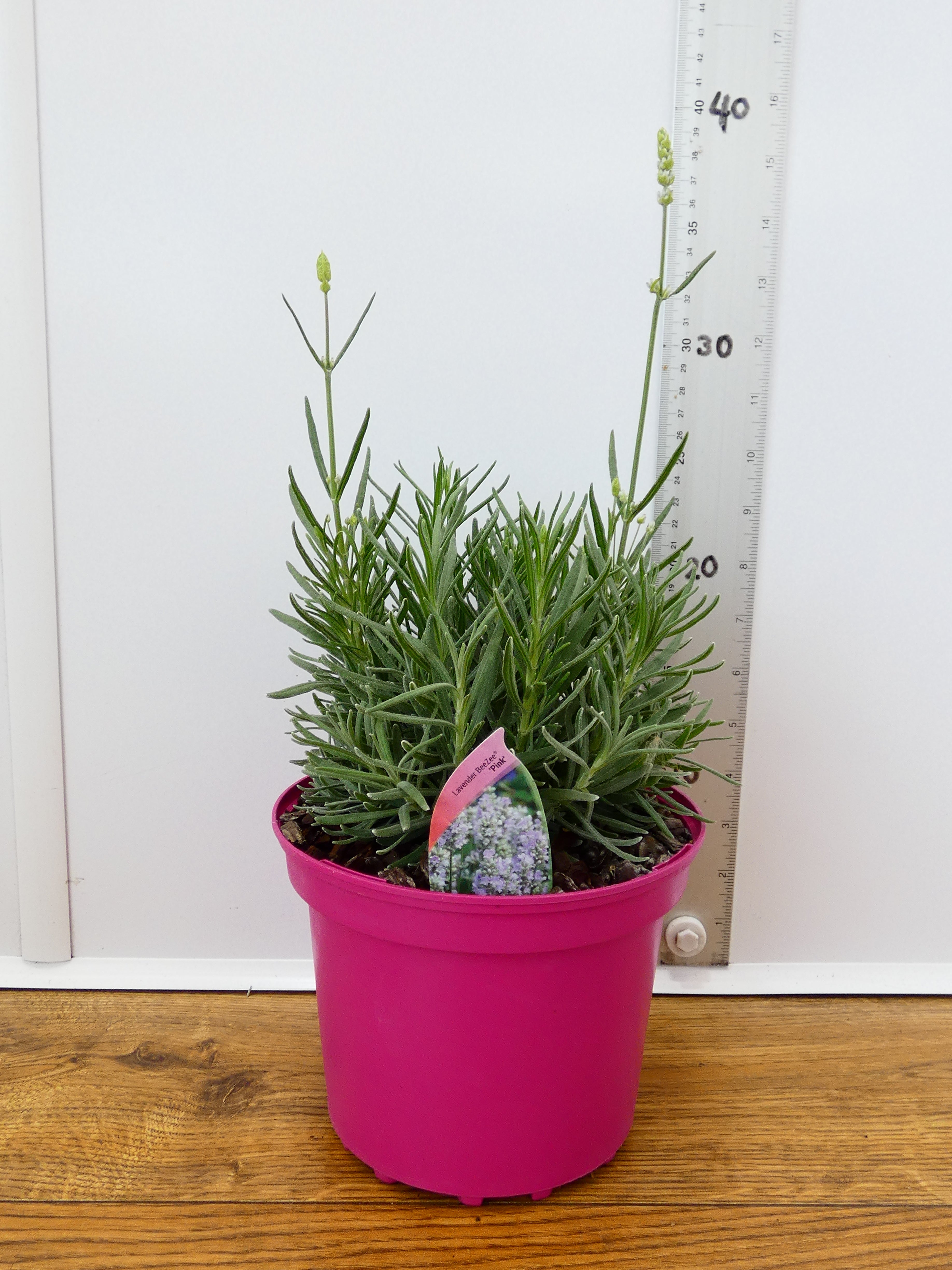 Lavandula BeeZee 'Pink' (2ltr)