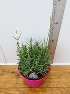 Lavandula BeeZee 'Pink' (2ltr)