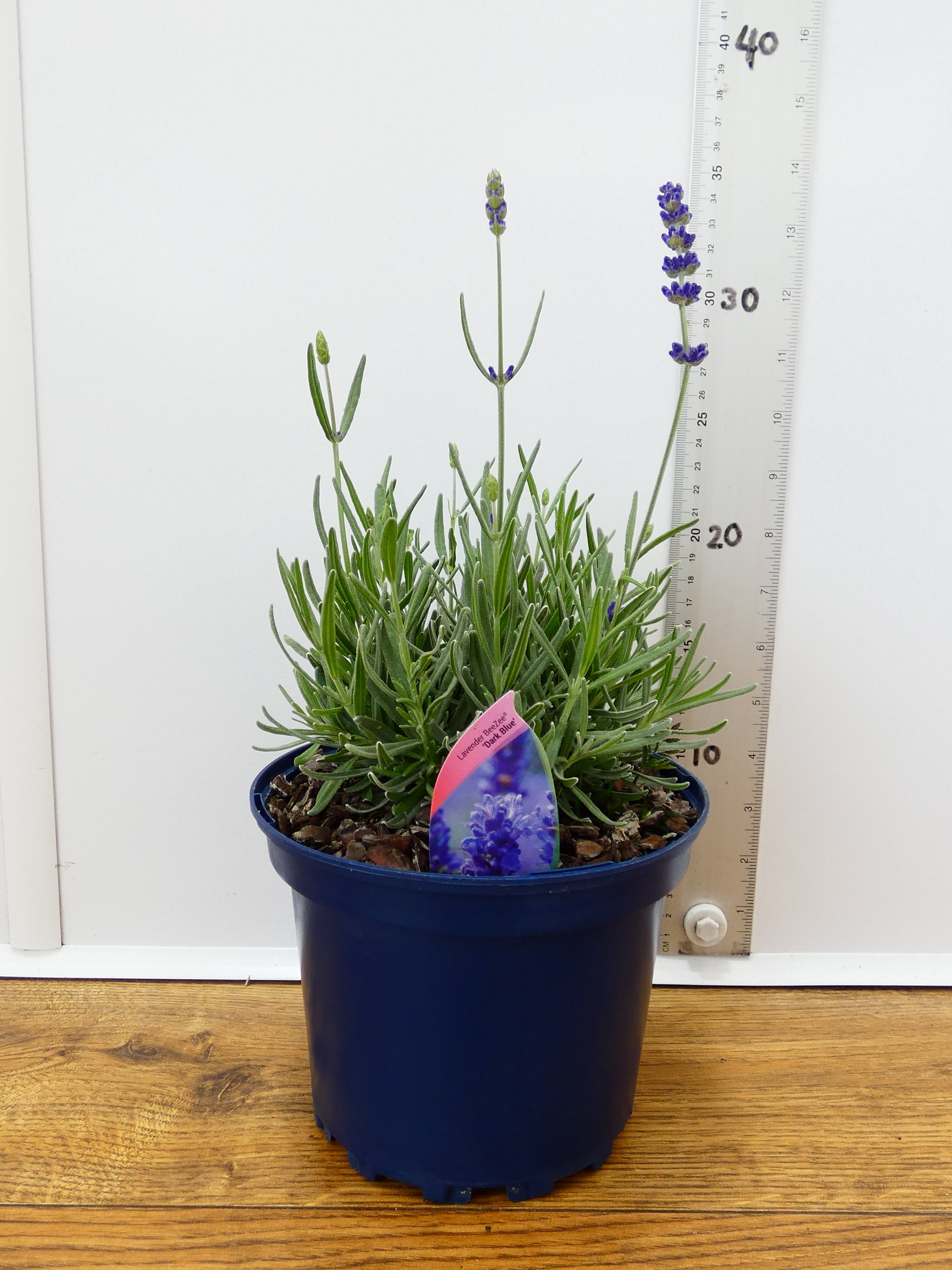 Lavandula BeeZee 'Dark Blue' (2ltr)
