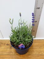 Lavandula BeeZee 'Dark Blue' (2ltr)