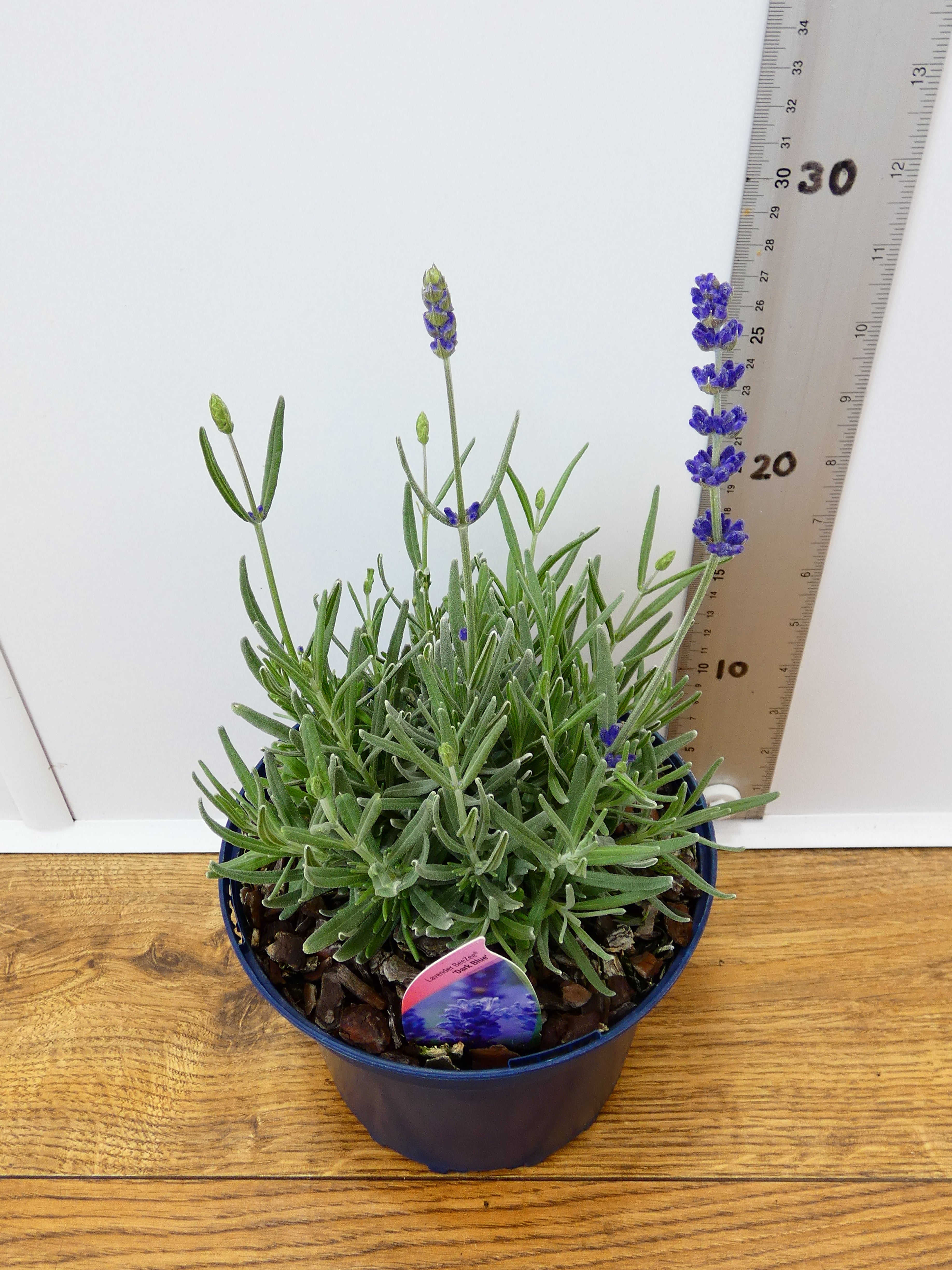 Lavandula BeeZee 'Dark Blue' (2ltr)