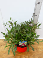 Cosmos 'Chocamocha' (2ltr)