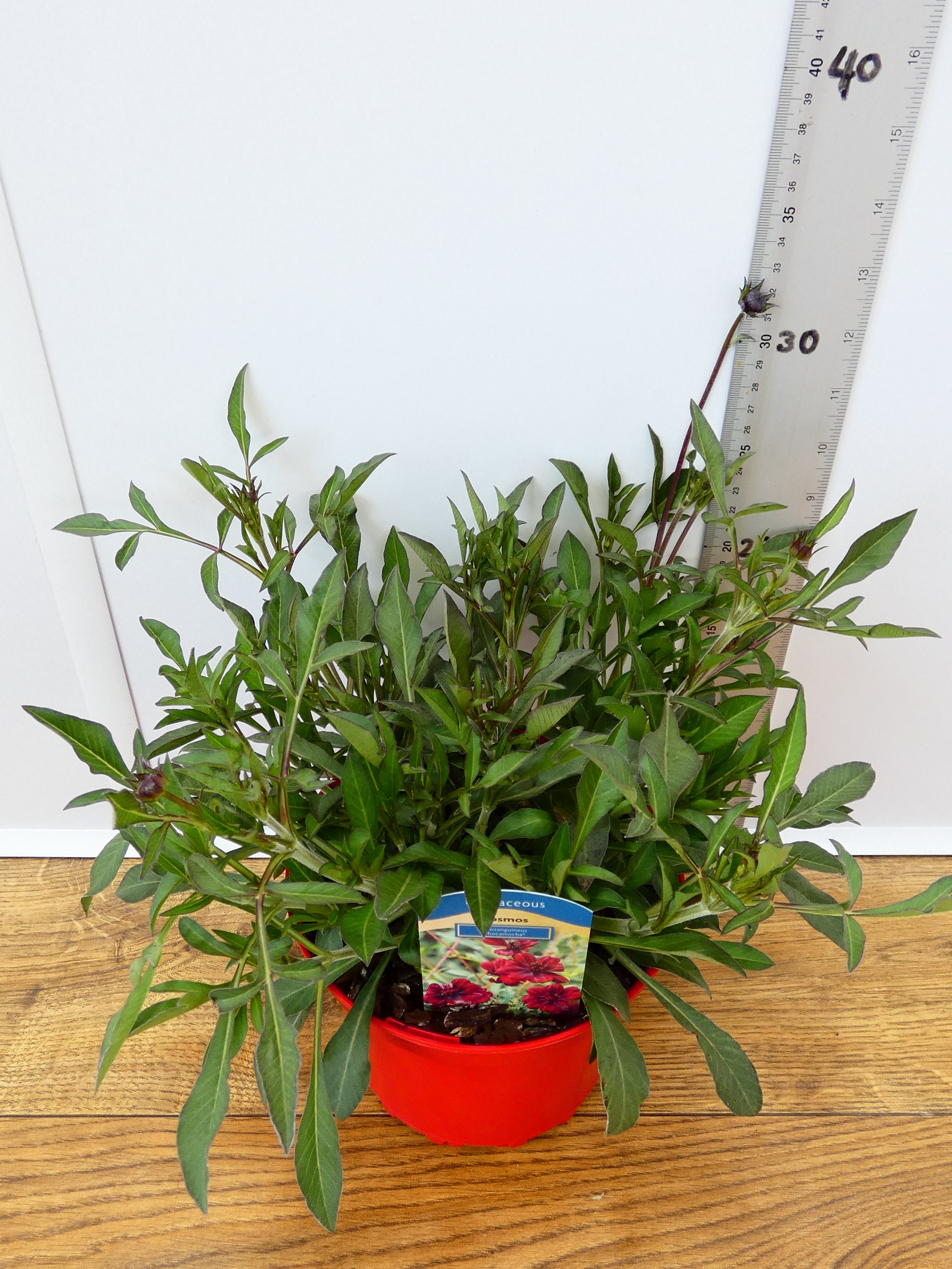 Cosmos 'Chocamocha' (2ltr)